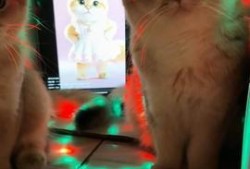 喵咪视频在线观看