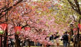 樱花爆料时刻怎么看视频,视频内容精彩回顾