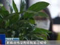 网友爆料竹叶图片真实视频,竹叶舞动，揭秘自然之美瞬间
