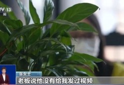 网友爆料竹叶图片真实视频,竹叶舞动，揭秘自然之美瞬间