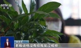 网友爆料竹叶图片真实视频,竹叶舞动，揭秘自然之美瞬间