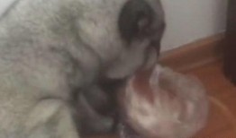 娱乐吃瓜狐狸,揭秘娱乐圈幕后故事
