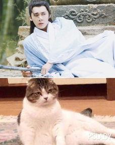 娱乐吃瓜小猫咪微博