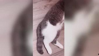 娱乐吃瓜七七折耳猫,娱乐吃瓜界的神秘力量