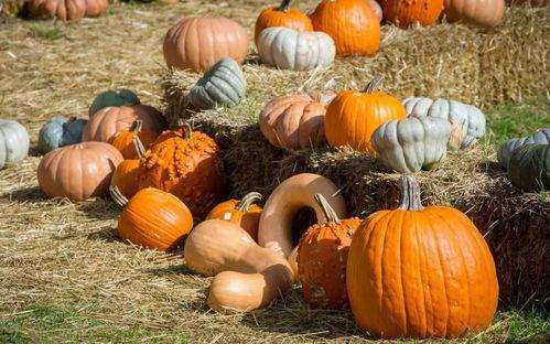 娱乐吃瓜风格是什么样的,揭秘明星们的“吃瓜”日常